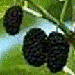 Dudul negru (Morus nigra )